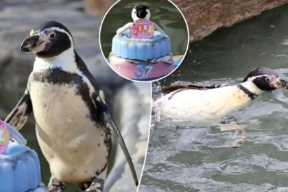 World’s oldest penguin celebrates 37th birthday— with a custom cake fit for an ice queen