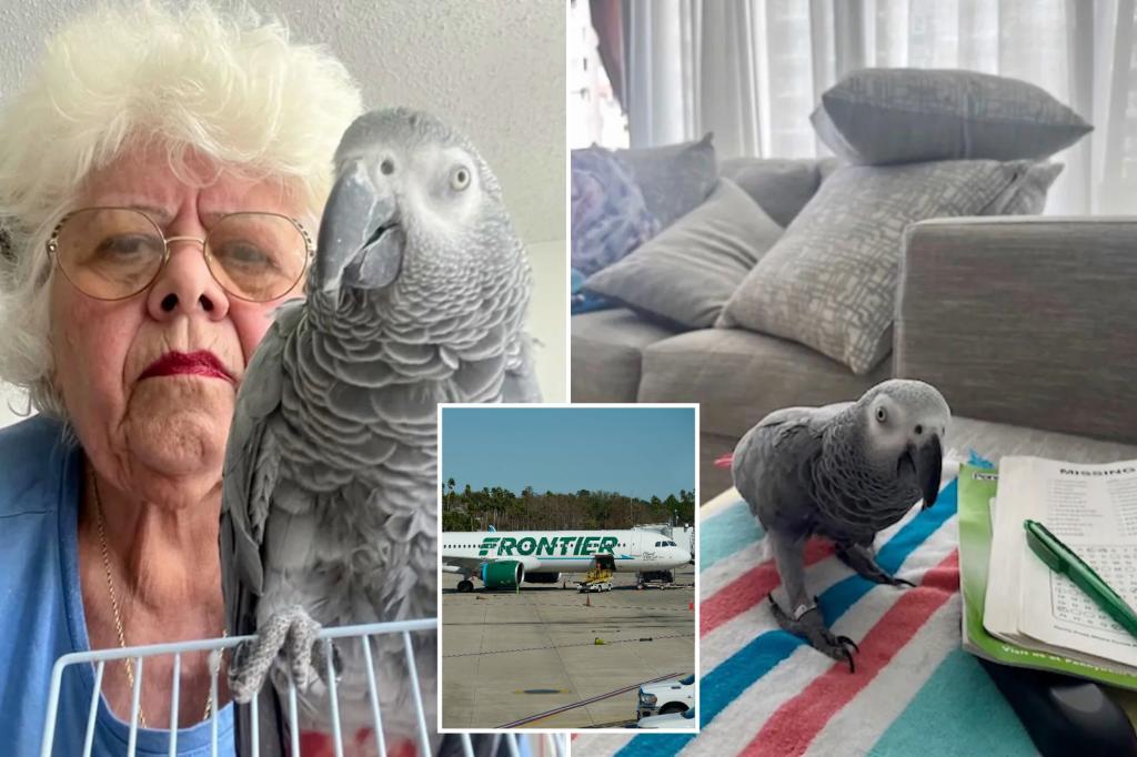 81-year-old NYC woman stranded in Puerto Rico as airline denies her emotional support parrot from boarding: report