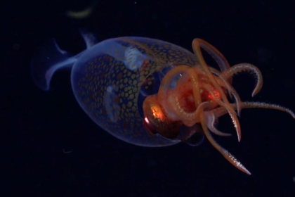 After 100 Years We Now Have a Video of a Living Colossal Squid: Watch Now