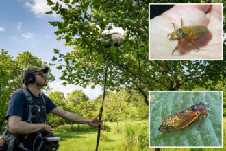 ‘Screaming’ trees spread across US as cicada brood emerges after 17 years