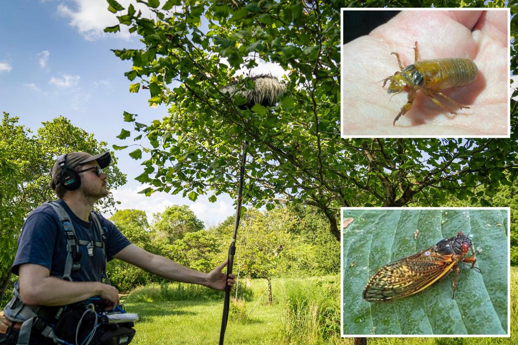 ‘Screaming’ trees spread across US as cicada brood emerges after 17 years
