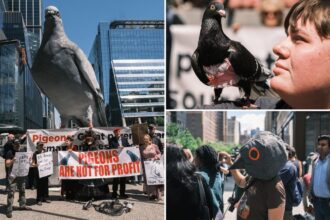 Animal advocates demand Manhattan DA Alvin Bragg go harder on pigeon catchers after poacher’s arrest