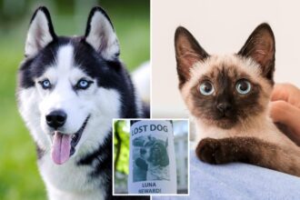 Exclusive | Study finds NJ leads nation in missing cat reports — and it could be due to this reason