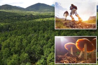 New York hikers called cops thinking their friend died on a trail – but they were just high on mushrooms: authorities