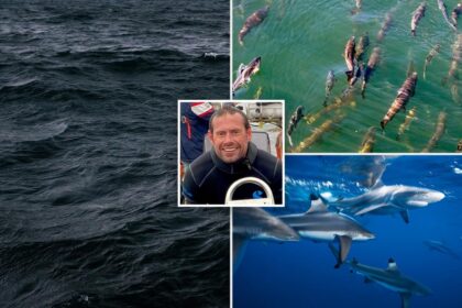 Earth’s oceans are growing darker, threatening marine life worldwide: study