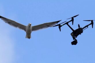 As the conclave continues, two seagulls steal the show