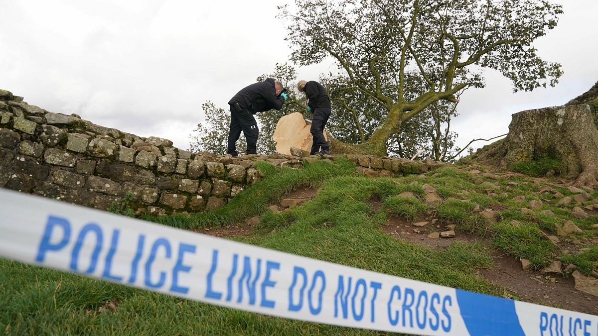 Two men found guilty of criminal damage for felling Sycamore Gap tree