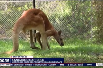Young kangaroo hops around Florida town after brazen escape, owner charged