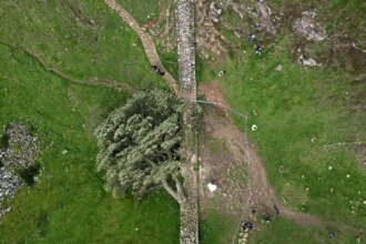 Men guilty of felling much-loved British ‘Sycamore Gap’ tree