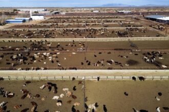 US shuts southern border to livestock imports to stop spread of deadly flies