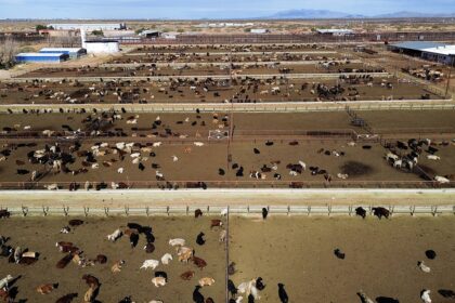 US shuts southern border to livestock imports to stop spread of deadly flies