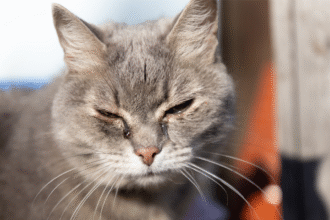 New York’s Suffolk County approves law punishing convicted animal abusers if they own pets