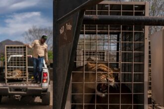 Hundreds of animals flee cartel chaos, violence after wildlife refuge faced with threats