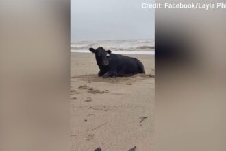 Cowabunga! Flood-swept cow washes ashore on beach, alive and mooing
