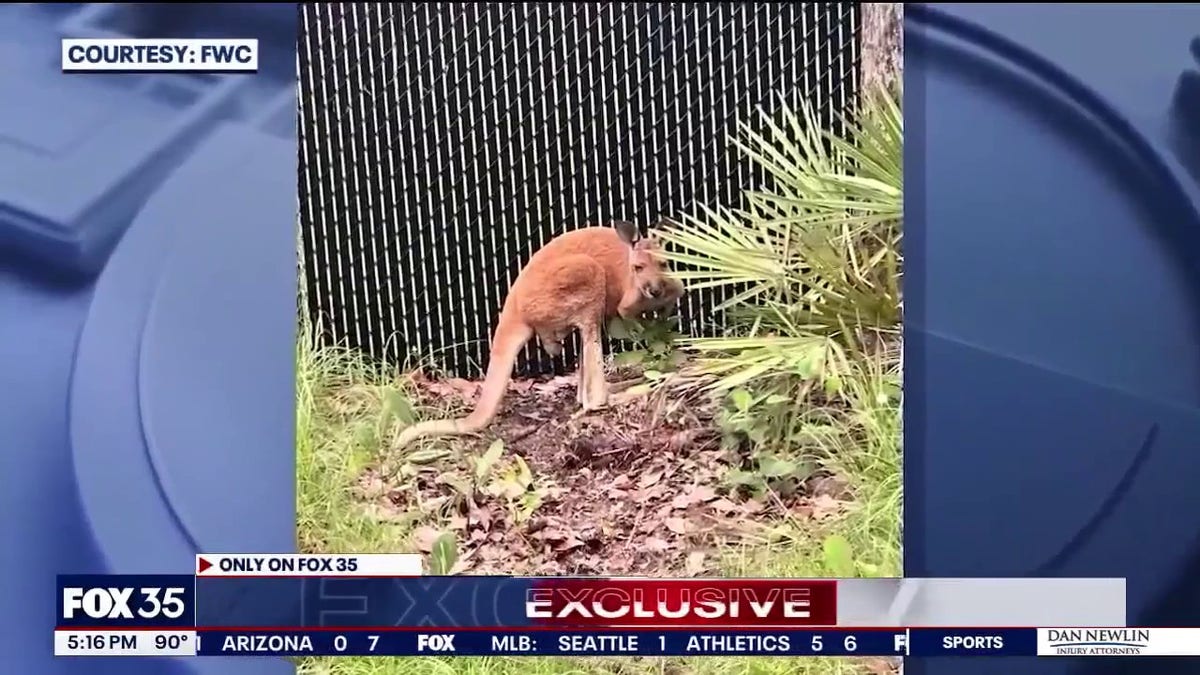 kangaroo near fence