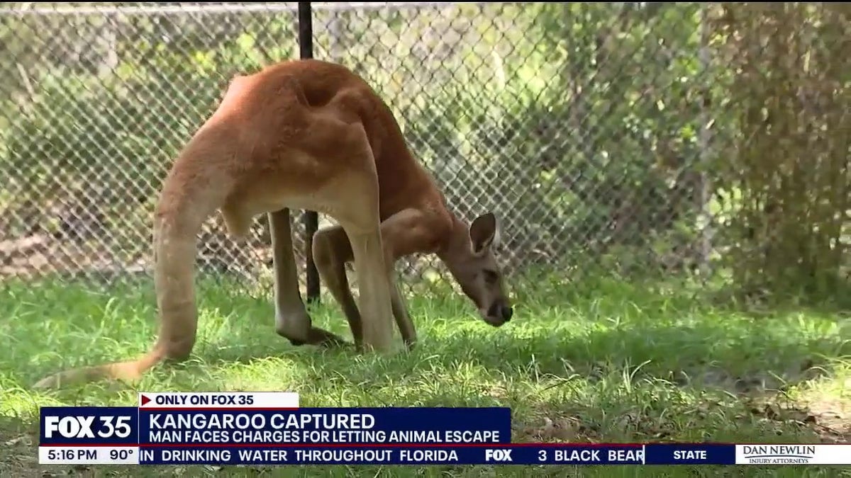 kangaroo near fence as it looks down