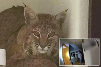 Cops try to lure out bobcat that wandered into Colorado home with laser pointer in hilarious fail caught on camera: ‘Here, kitty kitty’