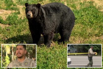 Bear suspected of fatally mauling Fla. homeowner, 89, and pet dog on man’s property