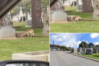 Coyote caught digging hole near grave in California cemetery in wild video: ‘Maybe he’s hungry’
