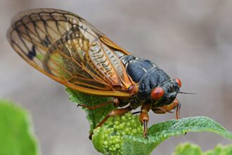 Brace Yourselves, Noisy Cicadas Are About to Invade These States