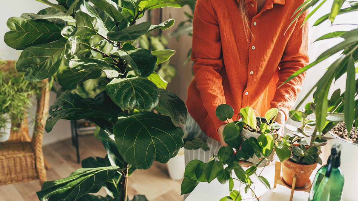 These Are the 9 Hardest Houseplants to Kill (Trust Me, I’ve Tried)
