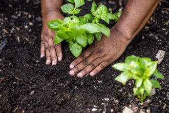 Best Garden and Seed Delivery Services for 2025
