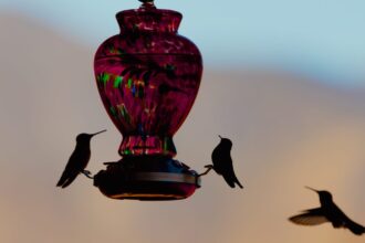 A Wildlife Expert Helped Me Find the Best Spot for My Bird Feeder. Here’s What I Learned