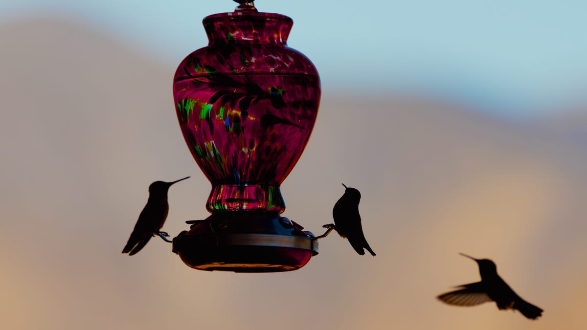 A Wildlife Expert Helped Me Find the Best Spot for My Bird Feeder. Here’s What I Learned