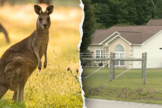 Man found dead in kangaroo, wallaby enclosure reportedly had ‘history’ of playing rough with animal