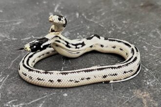 Meet Angel/Zeke, a Rare 2-Headed Snake Surviving Against the Odds