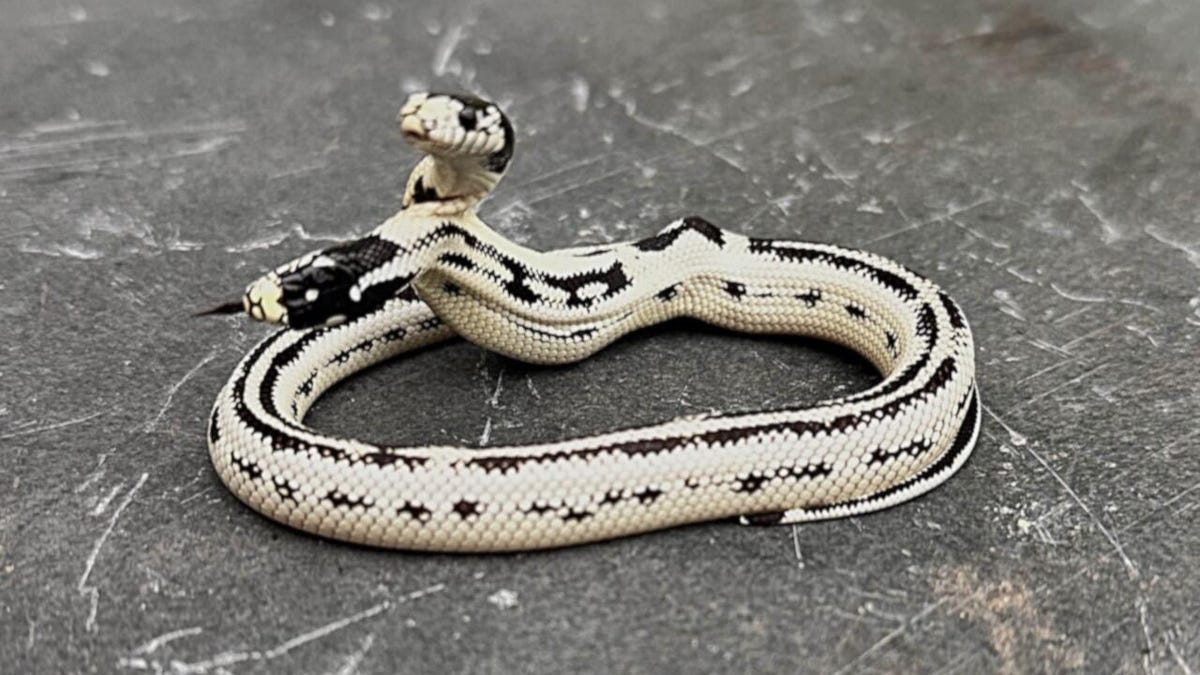 Meet Angel/Zeke, a Rare 2-Headed Snake Surviving Against the Odds