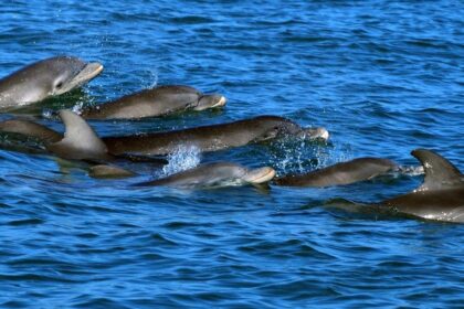 Dolphin Researchers Win 0,000 AI Prize for Studying Their Whistling