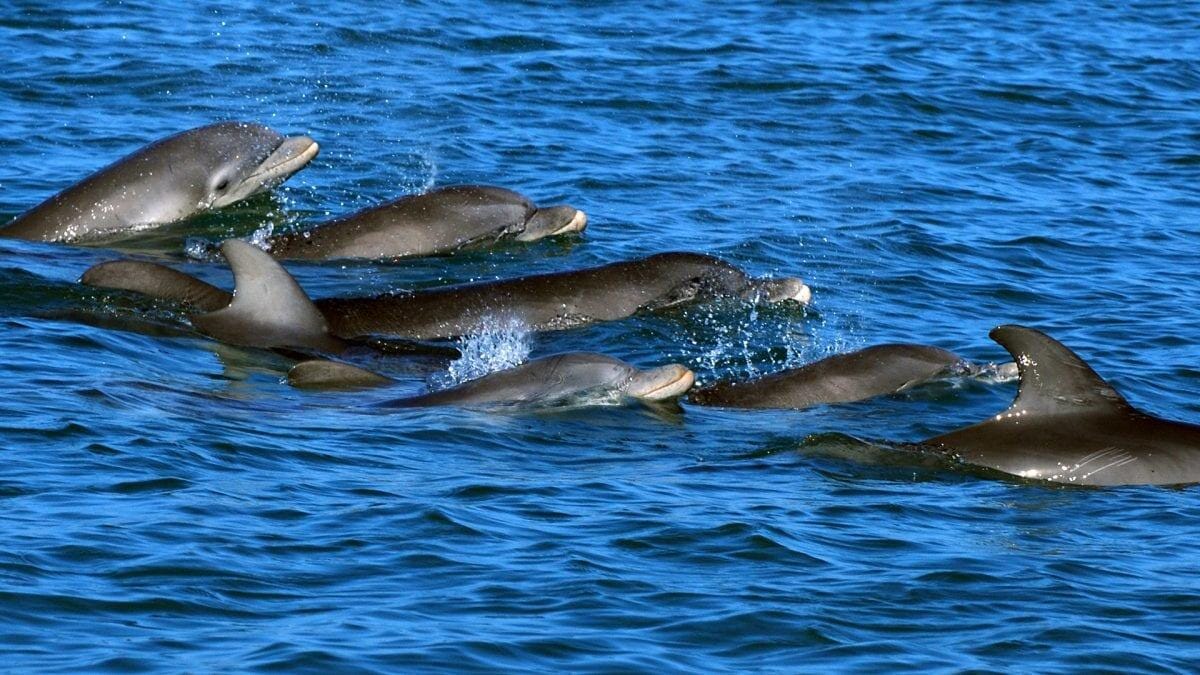 Dolphin Researchers Win 0,000 AI Prize for Studying Their Whistling