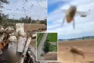 250 million bees escape after semi-truck overturns in Washington State: ‘Don’t go anywhere near them’
