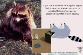 Long Island on edge as 5 rabid raccoons found, officials issue health warning