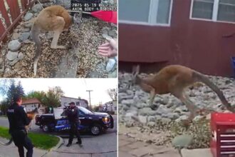 Pet kangaroo on the loose keeps police hopping again — in Colorado