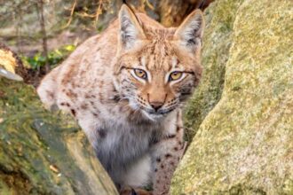 This lynx could become the first UK zoo-born cat to be successfully released into the wild