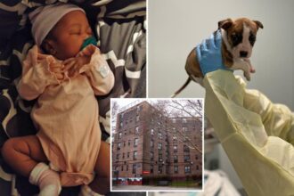 Pit bull puppy didn’t kill NYC newborn — medical examiner shockingly says injuries happened after baby’s death