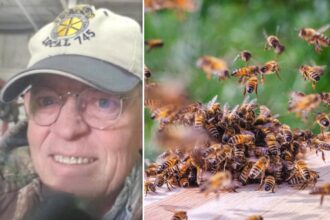 Man dies in bee attack despite frantic escape attempt that had him drive through neighbor’s yard