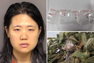 Chinese researchers’ alleged plot to smuggle crop-killing fungus into US is an ‘attack on US food supply’: feds