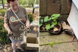 Boa constrictor found hiding under North Carolina McDonald’s drive-thru window