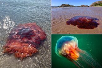 Massive jellyfish spotted on New England beach, swimmers urged to steer clear: ‘Don’t touch it!’