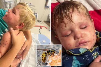 Georgia toddler fighting for life after being stung over 150 times by wasps