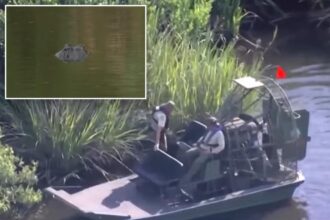 Alligator mauls wife, 61, canoeing with her husband as Florida urges vacationers to avoid disaster