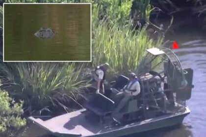 Alligator mauls wife, 61, canoeing with her husband as Florida urges vacationers to avoid disaster