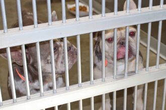 EU pet protection plan barks up wrong tree, MEPs and NGOs warn