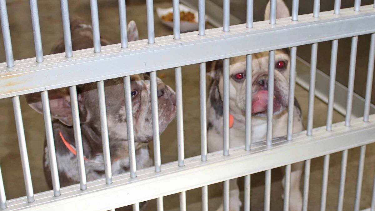 EU pet protection plan barks up wrong tree, MEPs and NGOs warn