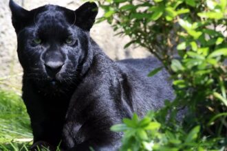 Bulgaria searches for dangerous black panther on the loose near Shumen