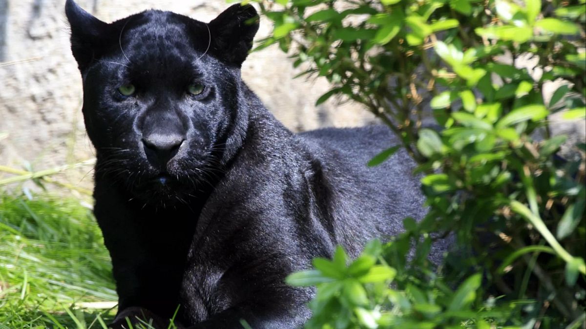 Bulgaria searches for dangerous black panther on the loose near Shumen