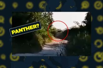Fact-checking claims about the ‘panther’ on the loose in Bulgaria